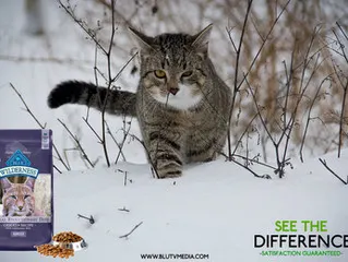 Affordable ad creation